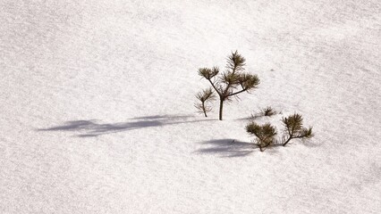 Rośliny widoczne z pod pokrywy śnieżnej. Zasypane rośliny śniegiem w okresie zimowym. © tomo81