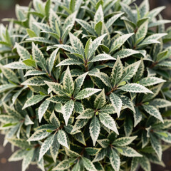 Obraz premium A hedge of Euonymus Fortunei 'Emerald Gaiety' features vibrant green and white leaves