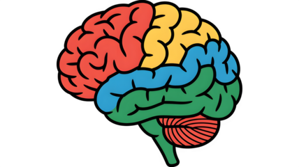 Colorful brain diagram isolated on transparent background