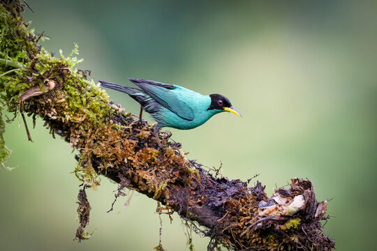 The green honeycreeper, Chlorophanes spiza, male. A bird in the tanager family