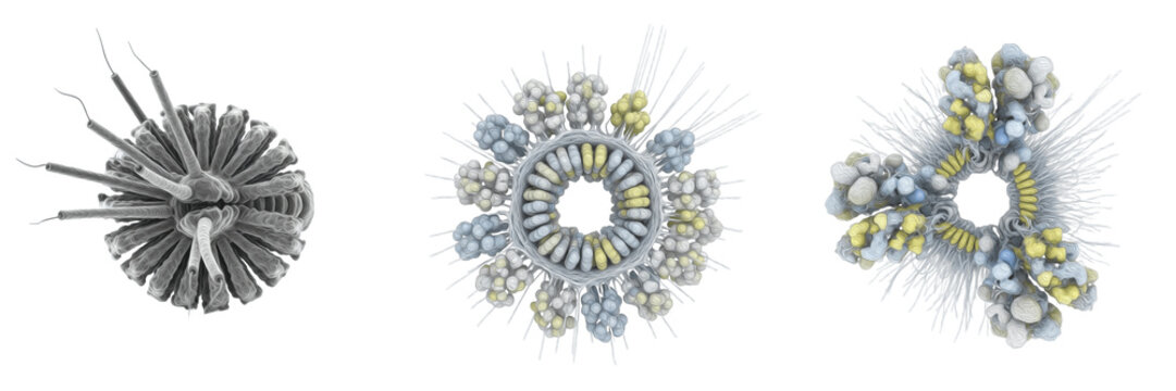 Cell Proteoglycan Vesicle Membrane-Bound Organelle Transporting Proteoglycans for Extracellular Matrix Formation, Supporting Cell Signaling, Structural Integrity and Tissue Organization in Eukaryotic 