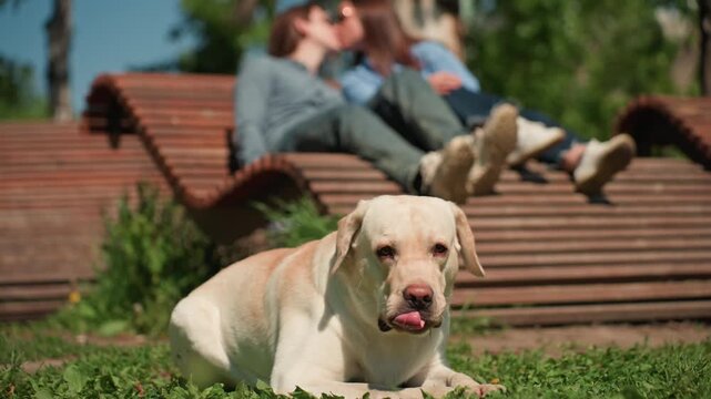 peaceful garden area with relaxing couple and pet, serene outdoor environment featuring labrador and peaceful visitors, idyllic green space showcasing reclining group and labrador dog enjoying nature