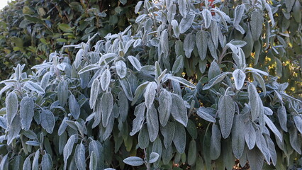 Pianta di salvia coperta di brina