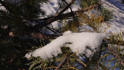 Śnieg w zbliżeniu oświetlony promieniami słońca i widoczny na konarach sosny, między igłami.  © tomo81
