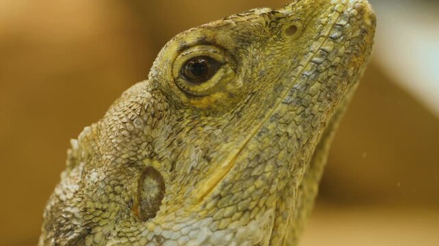 A close up of a bearded lizards head and eye looking around on a cloudy day
