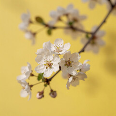 Obraz premium Abstract, blurry yellow background conveying a bright and cheerful summer/spring atmosphere