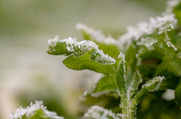 Delicate frost forming on green mint leaves macro view. © Trygve