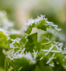 Extreme macro of frozen mint leaves with ice crystals. © Trygve