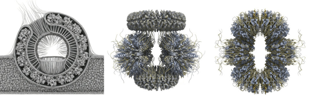 Cell Microfilament (Actin Filament) Thin Cytoskeletal Filament Composed of Actin Proteins, Supporting Cell Shape, Motility, Intracellular Transport and Cytokinesis in Eukaryotic Cells Isolated on Whit