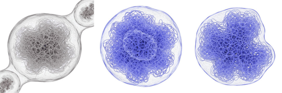 Cell Intermediate Filament Cytoskeletal Component Providing Mechanical Strength, Structural Integrity, Organelle Anchorage and Support to Eukaryotic Cells, Maintaining Shape and Stability Isolated on 