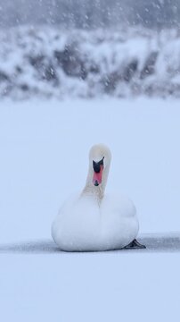 Mute swan in the snow getting ready for sleep