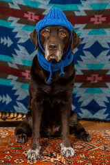 Labrador Retriever Dog in blue hat and scarf sits on floor with a sad face against colored background. animals are like people, taking care pet. purebred domestic animal clothing. High quality photo