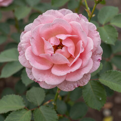 Obraz premium Vibrant garden showcases a stunning pink rose, radiating its enchanting beauty