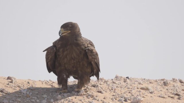 Video of Steppe Eagle eagle is standing on a desert rocky surface and resting in hot weather. Concept of strength and power, as the eagle is a symbol of these qualities in many cultures
