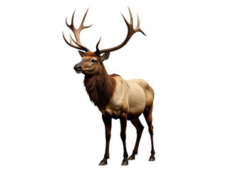 Large elk standing on a clean white surface, great for representing wildlife or environmental themes