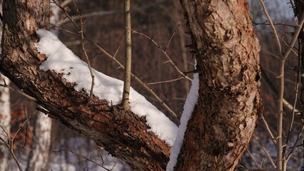 Śnieg na konarach drzew i krzewów. Śnieg widoczny na gałęziach i korze. Zima w lesie. © tomo81