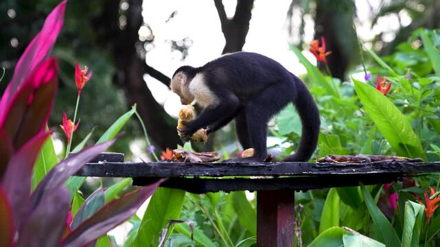 White-faced capuchin monkey stealing food in Corcovado National Park, Costa Rica