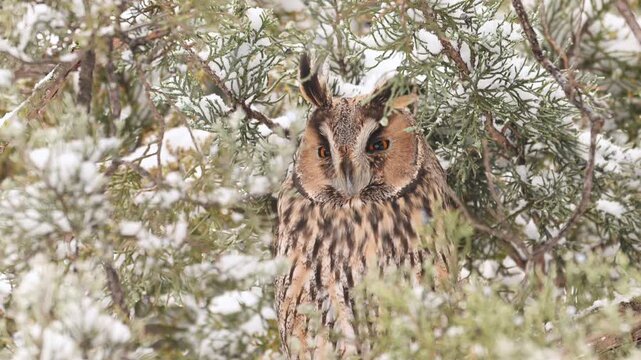 Long-eared owl(Asio otus) in beautiful snowflakes scenery in fir tree