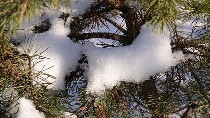 Śnieg w zbliżeniu oświetlony promieniami słońca i widoczny na konarach sosny, między igłami.  © tomo81