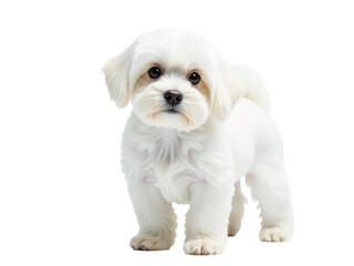 Obraz premium A small white dog standing on a white surface