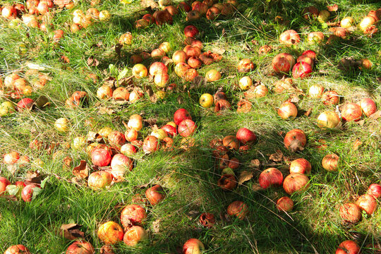 Fallen Rotten Appels in an Orchard in Lower Lusatia, Germany
