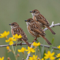 Fototapeta premium Two brown shrikes perch on a branch amidst yellow wildflowers, highlighted against soft green bokeh background in natural habitat during daytime