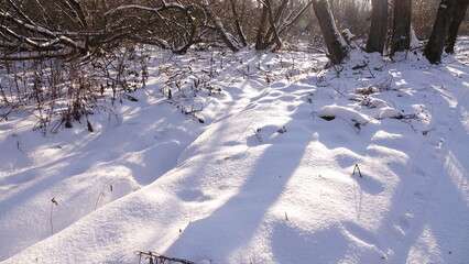 Śnieg i zaspy w lesie i nad rzeką. Piękny zimowy krajobraz. Ziemia pokryta grubą warstwą śniegu. © tomo81