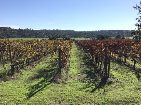 vineyard in autumn