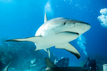 Obraz premium Shark swimming near divers in the clear waters of the Bahamas ocean