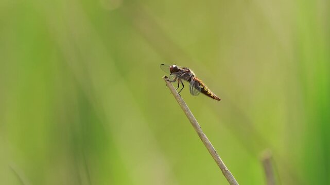 A female Libellula depressa, the broad-bodied chaser or broad-bodied darter an insect sitting on a reed stem and leaving a little dropping