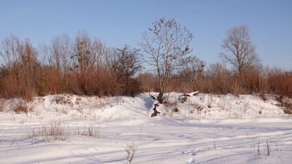 Śnieg i zaspy w lesie i nad rzeką. Piękny zimowy krajobraz. Ziemia pokryta grubą warstwą śniegu. © tomo81