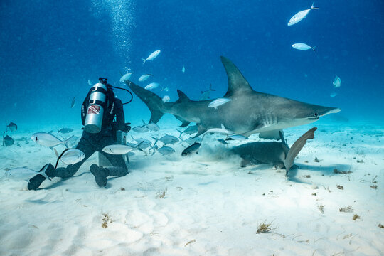 Great hammerhead shark feeding in the Bahamas with diver nearby
