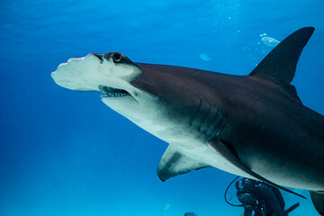 Fototapeta premium Great hammerhead shark feeds in the Bahamas deep blue waters