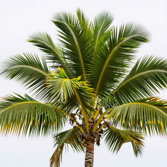 Obraz premium A vibrant, tropical-style palm tree illustration with colorful green fronds and a white coconut background