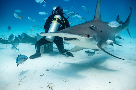 Great hammerhead shark feeding near a diver in the Bahamas