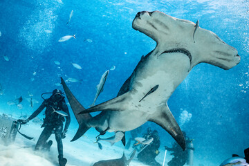 Great hammerhead shark feeds among divers in the Bahamas