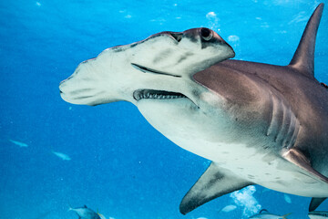Great hammerhead shark feeding in the waters of the Bahamas