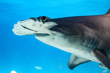Great hammerhead shark feeds in the clear waters of the Bahamas