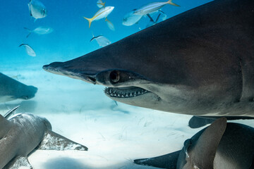 Great hammerhead shark feeding in the Bahamas waters