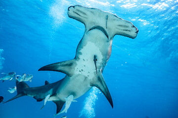 Great hammerhead shark Sphyrna mokarran feeds in the Bahamas waters