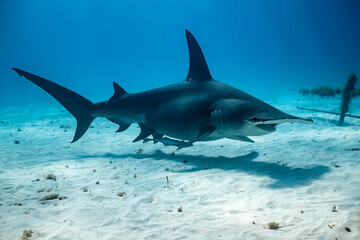 Great hammerhead shark feeds near the sandy bottom of the Bahamas