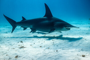 Great hammerhead shark feeds in the clear waters of the Bahamas