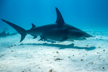 Great hammerhead shark feeding in the Bahamas at noon