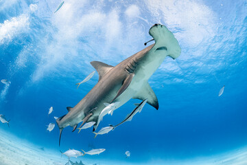 Great hammerhead shark feeds in the clear waters of the Bahamas