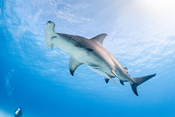 Great hammerhead shark feeds in the blue waters of the Bahamas