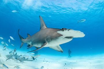 Obraz premium Great hammerhead shark feeding in clear waters of the Bahamas