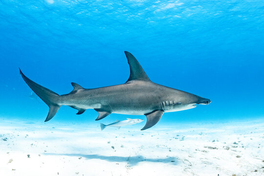 Great hammerhead shark feeds in the clear waters of the Bahamas