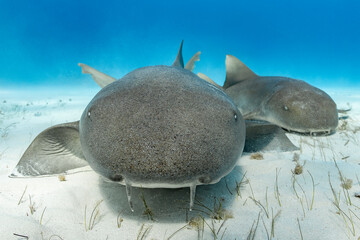 Great hammerhead shark feeding in the Bahamas