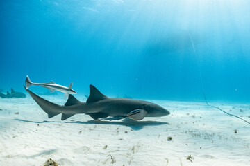 Great hammerhead shark feeding in the Bahamas waters