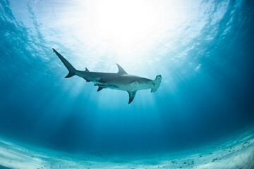 Great hammerhead shark feeding in the Bahamas underwater world